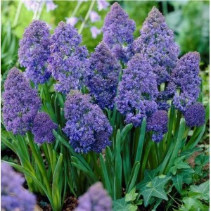 Комплект 5шт / Мускари Фэнтези Криэйшн